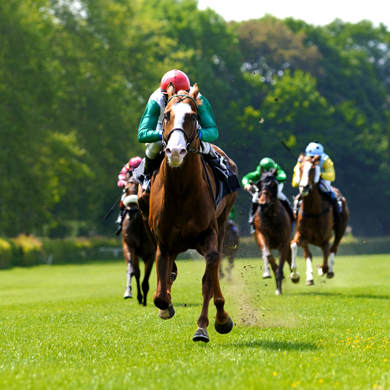 Group minibus transport for all race days, including Cheltenham, the Grand National, Ascot, Aintree, Haydock, Chester and Cartmell